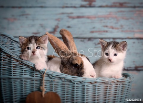 Picture of Sweet lovely cats and rabbit 